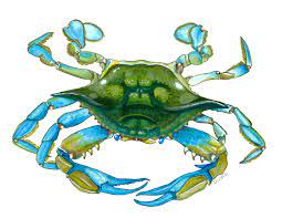 5 out of 5 stars. Artstation Blue Crab Deirdre Delay