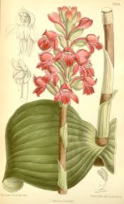 Image result for Satyrium carsonii