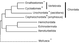 Image result for Phyla
