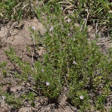 Image result for Aptosimum albomarginatum