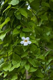 Image result for Acanthaceae