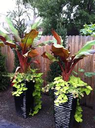 Bird Of Paradise Home Depot Canada Banana Plant Summer Planter Tropical Landscaping Small Front Yard Landscaping