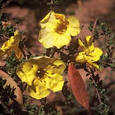 Image result for Rhigozum