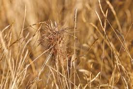 Image result for Heteropogon contortus