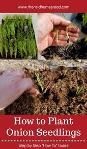 How To Plant Onion Seedlings Planting Onions Organic Vegetable Garden Seedlings