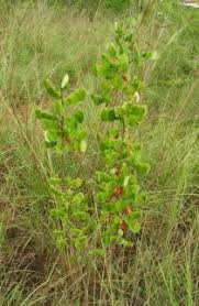 Image result for Rourea coccinea