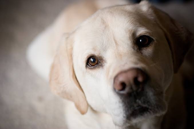 Why Does My Dog Stare At Me? Better Understand Dogs' Staring Behavior