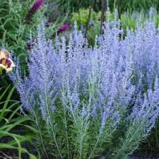 Image result for perovskia atriplicifolia 'little spire'