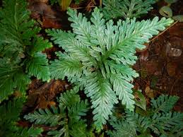 Image result for Selaginella versicolor