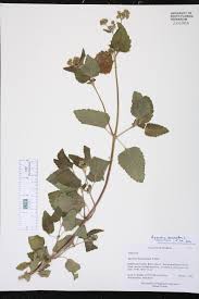 Image result for Ageratum conyzoides