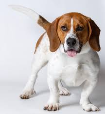 Known commonly as a bagle hound, the basset hound and beagle mix is a unique combination, as these two breeds can have very different personalities. Bassethoundtown Blog Vlog No More A Basset Hound Than I Am Infuriating