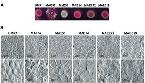 A microbial biorealm page on the genus salmonella typhimurium. Colony Morphology Of Salmonella Typhimurium The Distinct Morphotypes Download Scientific Diagram