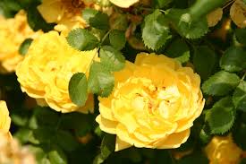 Download now cara menanam dan merawat bunga mawar rambat climbing rose bibit. Persian Yellow And Other Roses You Can Buy At The Online Shop Of Rosen Direct De