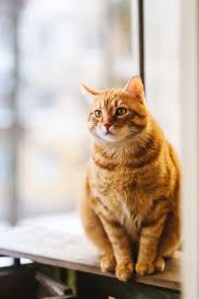 ‪Content Cats Photos, Download The BEST Free Content Cats Stock Photos & HD  Images‬‏