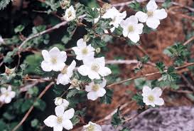 Image result for Rubus adolfi-friederici