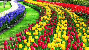 Fiori immagini di pubblico dominio immagini gratis pagina 1 bellissimi fiori immagini gratis su pixabay i fiori più romantici e belli da regalare ad una ragazza foto di gatti e cani cuccioli immagini. I 10 Tulipani Piu Belli Del Mondo Metalli Rari