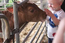 Animals in such zoos are typically gentle, domesticated baby animals like lambs, piglets, chicks, puppies, kittens, ducklings, and bunnies. Petting Zoo Attracts Fair Guests All Week Local News Thenewsenterprise Com
