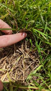 Image result for Andropogon fastigiatus