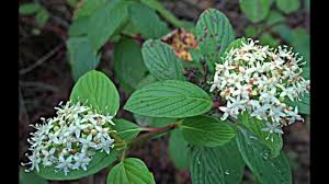 Image result for Sericorema sericea