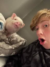 Watering pigs over winter: effective methods and solutions