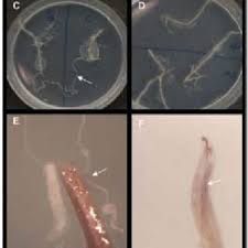 Hvis en plante uforklarligt er forkrøblet, eller hvis den begynder at visne uden grund, kan der være grøntsagsrodsmad i jorden. Pdf A Sugarbeet Root Maggot Tetanops Myopaeformis Roder Bioassay Using Beta Vulgaris L Seedlings And In Vitro Propagated Transformed Hairy Roots
