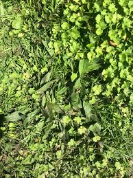You should add 2 teaspoons (9.9 ml) of dish soap per 1 gallon (3.8 l) of vinegar. Moss Treatment With Moss Killer Spray For Lush Green Grass Lawn