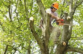 Pin By Mamie Pin On Tree Services Tree Service Tree Removal Tree Surgeons
