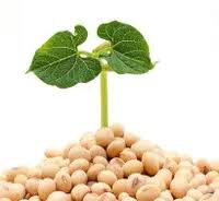 Ssoy hasn't joined any groups yet. Soy And Cancer Studies Indicate No Increased Risk Aicr