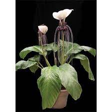 White bat flower (tacca integrifolia) white bat flower has the largest flowers of all taccas. White Bat Flower Tacca Integrifolia