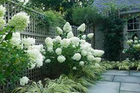 Native to china and japan, panicle hydrangea 'limelight' (hydrangea paniculata) is one of the most winter hardy of the hydrangeas, featuring dense, luxuriant conical flowers, ranging from 6 to 12 in. Hydrangea Paniculata Limelight