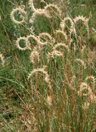 Image result for Eragrostis sclerantha