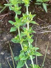 Image result for Anthospermum