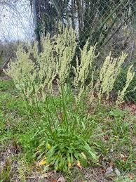 Image result for Rumex crispus