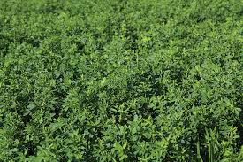 Most parts of the alfalfa plant are edible, such as the leaves and young shoots. Get Your Soybean Meal From Alfalfa Fields Hay And Forage Magazine