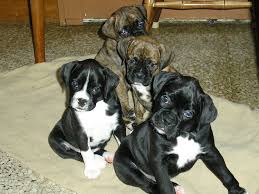 Boxers are stocky and medium in size with strong jaws and a. Black Boxer Puppies For Sale Online Shopping
