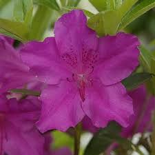 Azalea Japonica Blue Danube Azalee Japonaise Persistante Bleu Azalee Japonaise Azalee Japon