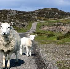 Auf dieser reise kommen wir in gegenden. Rundfahrt Wolle Und Whisky In Den Schottischen Highlands Welt