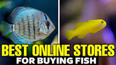 Here's The Best Place To Buy Fish Online - YouTube