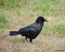 All Black Bird With Black Beak Black Bird Holding Corn Chip Blackbird Cornchip Black Bird Birds Corn Chips