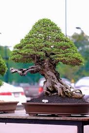 Schnell wachsende bäume sogar alle. Pin Von William Roy Mccorkle Auf Bonsai Bonsai Pflanzen Bonsai Baum Bonsai