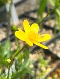 Image result for Orthochilus ruwenzoriensis