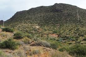 Image result for Euclasta