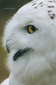 Oiseau Passaro Bird In 2020 Lovely Creatures Animals Wild Animals