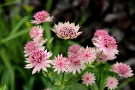 Remember, too, there is a lot of o 10 Best Shade Loving Plants That Will Add Texture To Your Garden