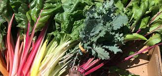 Wenn wir alles richtig gemacht haben, können wir bald viele kräuter, #erdbeeren und #mangold ernten. Mangold Zubereiten Tipps Fur Die Gesunde Kuche Utopia De