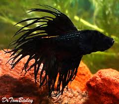 Check out our crowntail betta selection for the very best in unique or custom, handmade pieces from our shops. Crowntail Betta For Sale Aquariumfish Net