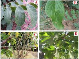 Image result for Zanha africana