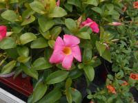 Image result for dipladenie sanderi obrázek