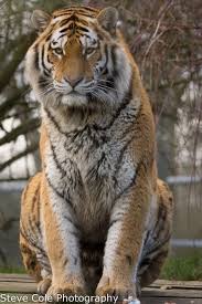 Amur Tiger Pet Tiger Amur Tiger Wild Cats