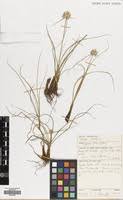 Image result for Cyperus margaritaceus